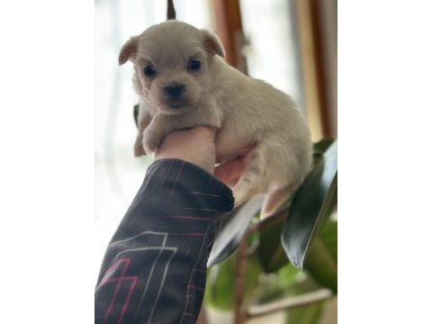 Mini boy kore maltese yavrular