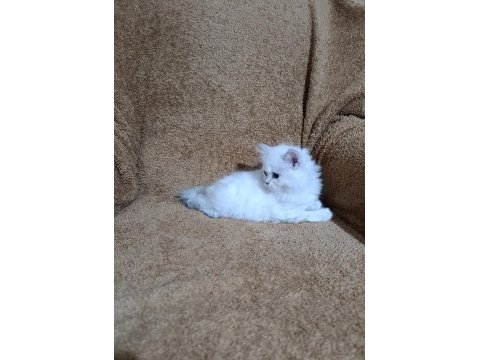 British longhair silverpoint kızımız