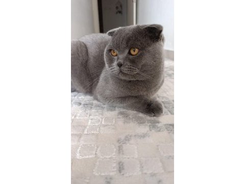 11 aylık scottish fold