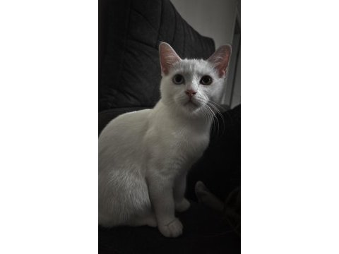 4 aylık british shorthair odd eye
