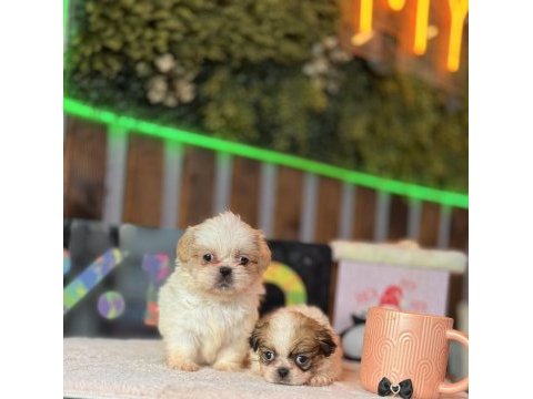 Shih tzu yavrular