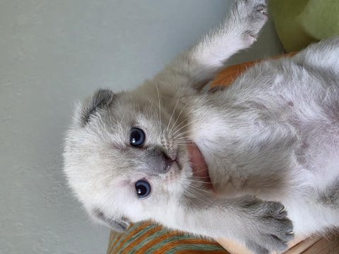 Süper kalite scottish fold yavrular