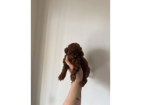 En özelini isteyen dark redbrown teacup poodle yavru