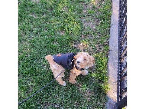 4 aylık maltipoo yavru