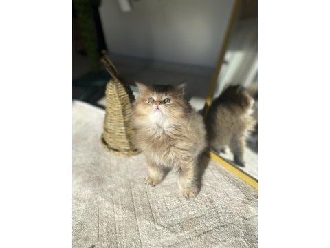 Safkan golden british longhair