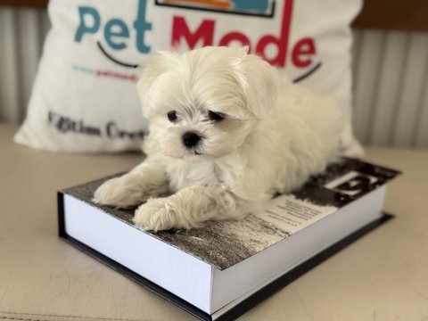 Petmode köpek çiftliğinden tea cup kore kan maltese