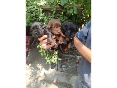 Labrador