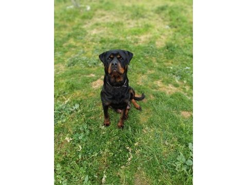 A kalite dişi rottweiler