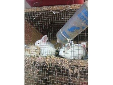 Sevimli yavru tavşanlar yeni yuvalarını arıyor