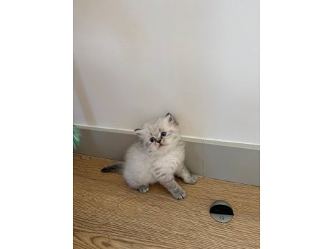 British longhair paşam rezerveye açılmıştır