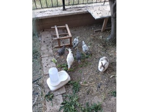 3 aylık horoz ferikleri