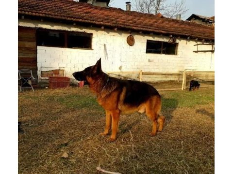 Alman (çoban) kurdu yavruları mükemmeli arayanlara