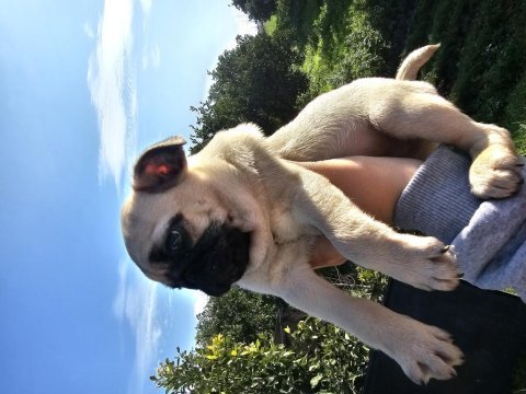 Pug yavrumuz 2 aylık