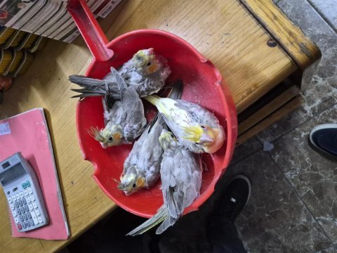 Bebek sultan papağanlar