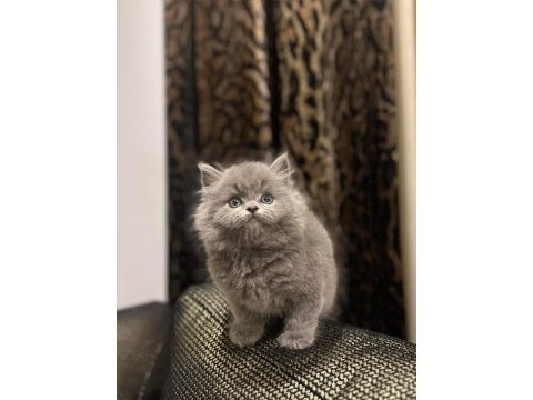 Ayı surat brıtısh longhaır yavrularım 