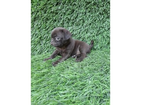 Pug mops crem ve siyah