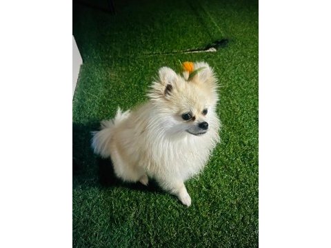 Pomeranian boo 1 yaşında erkek