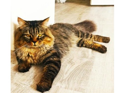 2 yaşında babalık tecrübeli full aşılı bakımlı asalet kedim