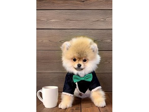 Antalya safkan pomeranian boo yavruları