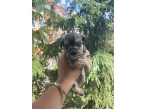 Schnauzer tatlışşş bebişleer