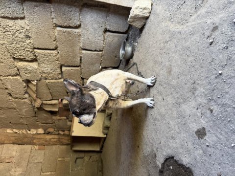 Yetişkin dişi french bulldog