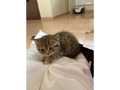 Adana içi acil sahiplendirme british shorthair melezi