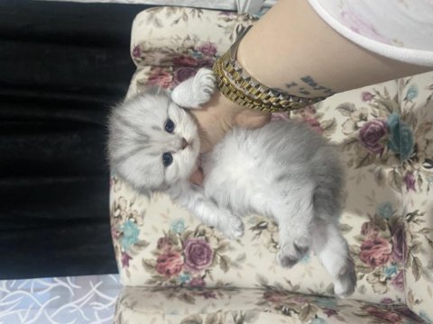 Eskişehir tepebaşından scottish fold longhair
