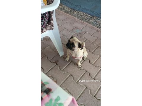 Sahibinden dişi pug