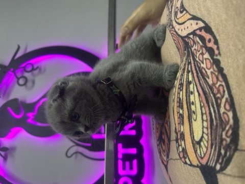 40 günlük dişi scottish fold yavrumuz