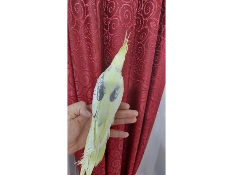Dişi 2023 bilezikli eş görmemiş ev üretimi sultan papağanı
