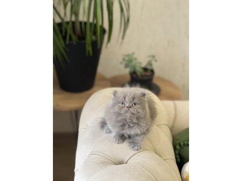 A kalite british longhair yavrum