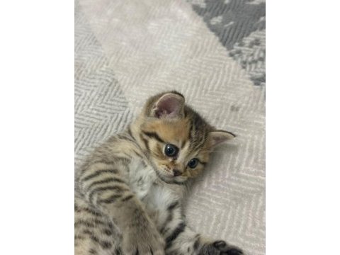 British shorthair bebeğim sahiplendirilecektir