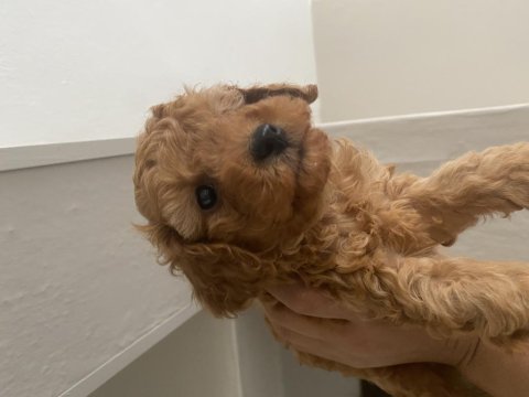 Toy poodle erkek