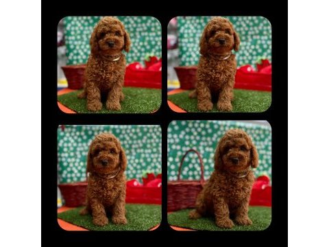 Erkek toy poodle