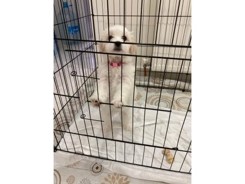 4 aylık arkadaş canlısı malta terrier