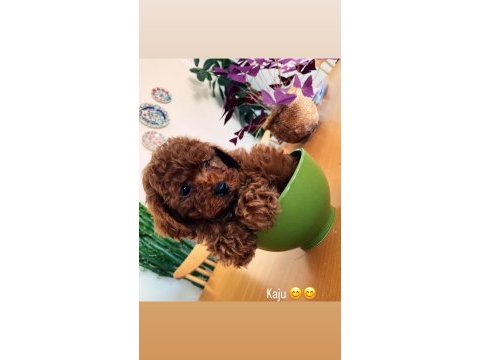 Wc eğitimli toy poodle yavrulr ankara mağzamzda görün