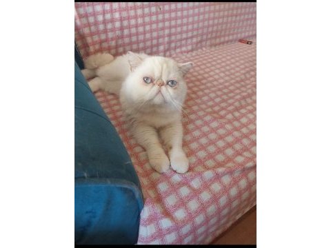 Erkek exotic shorthair