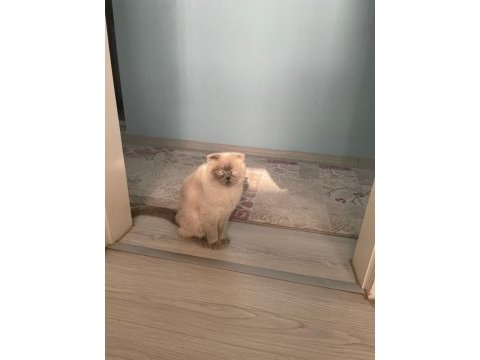 4 yaşında scottish fold kedimizi ücretsiz sahiplendirme
