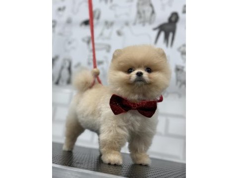 Teddy bear pomeranian boo efsane
