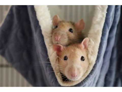Evcil petlik, eğitime açık rat