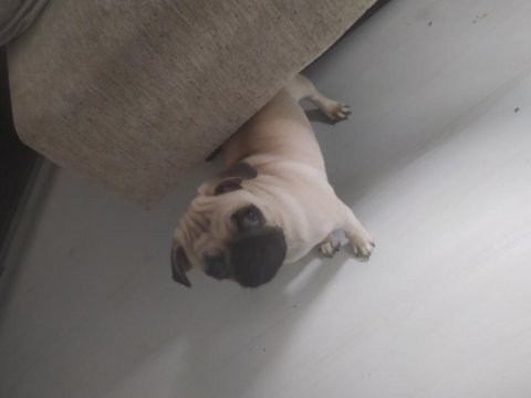 Pug köpek