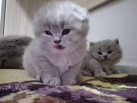 Minik yavru kedilerimize yuva arıyoruz