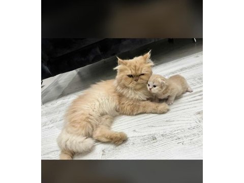 Chinchilla 1 aylık erkek