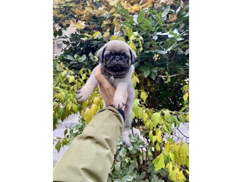 Birbirinden sevimli ve oyuncu pug yavrularım