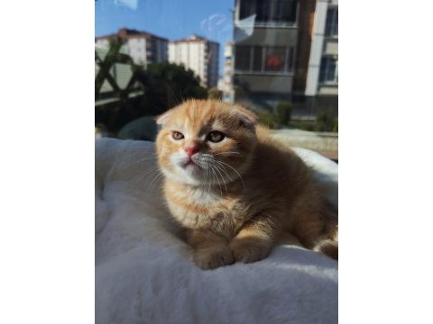 Kedimiz bobi yeni evini arıyor
