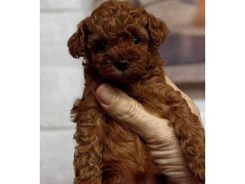 Teacup toy poodle yüzde yüz ırk ve sağlık garantili