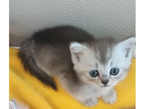 British longhair ve shorthair yavrular