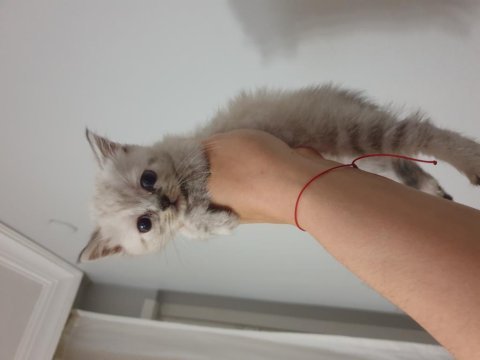 Dişi british shorthair silver 2 aylık
