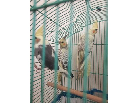 Sahibinden 3 adet sultan papağanı sahiplendirme