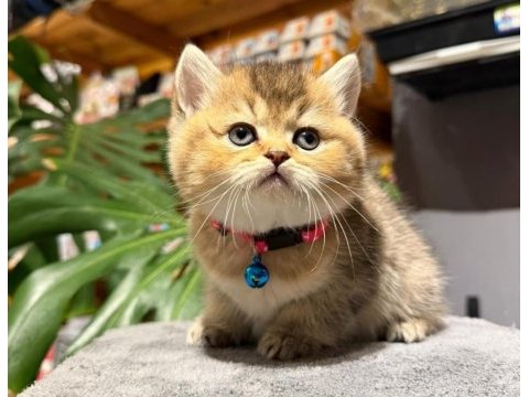 Ny25 golden black ırk garantili british shorthair